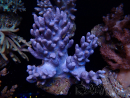 WYSIWYG Cladiella sp 15