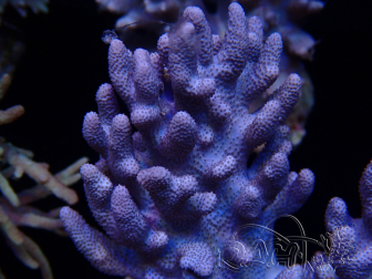 WYSIWYG Cladiella sp 15