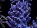 WYSIWYG Cladiella sp 15