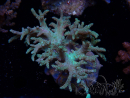 WYSIWYG Sinularia sp 15