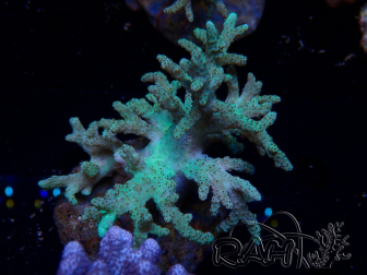 WYSIWYG Sinularia sp 16