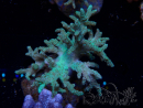 WYSIWYG Sinularia sp 16