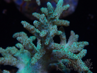 WYSIWYG Sinularia sp 16