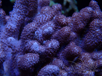 WYSIWYG Cladiella sp 30