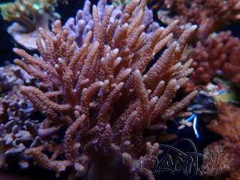 WYSIWYG Sinularia sp 17