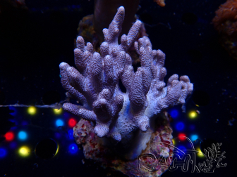 WYSIWYG Cladiella sp 31