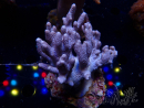 WYSIWYG Cladiella sp 31