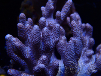 WYSIWYG Cladiella sp 31