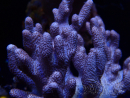 WYSIWYG Cladiella sp 31