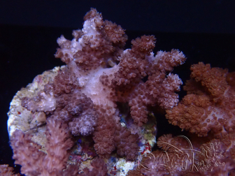 WYSIWYG Cladiella sp 32