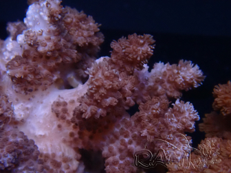 WYSIWYG Cladiella sp 32