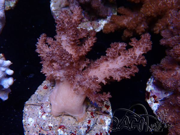 WYSIWYG Cladiella sp 33