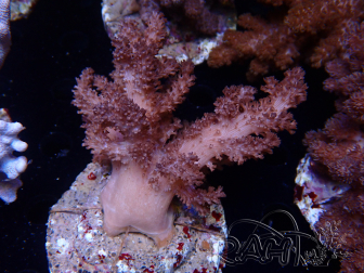 WYSIWYG Cladiella sp 33