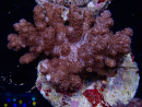 WYSIWYG Cladiella sp 34