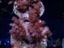 WYSIWYG Cladiella sp 36