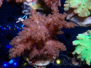 WYSIWYG Cladiella sp 38