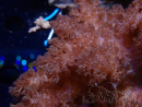 WYSIWYG Cladiella sp 38
