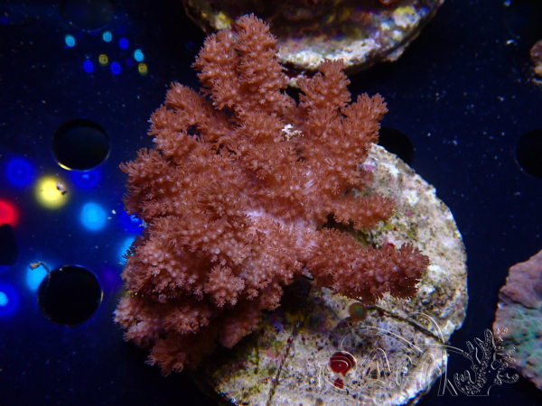 WYSIWYG Cladiella sp 39