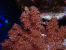 WYSIWYG Cladiella sp 39