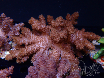 WYSIWYG Cladiella sp 40