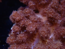 WYSIWYG Cladiella sp 49
