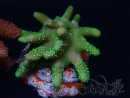 WYSIWYG Lobophyton sp 2