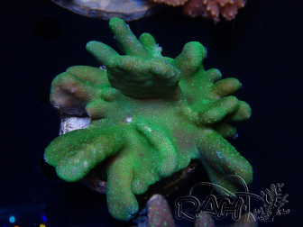 WYSIWYG Lobophyton sp 5