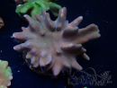WYSIWYG Lobophyton sp 6