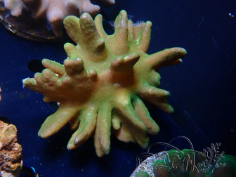 WYSIWYG Lobophyton sp 7