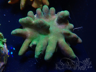 WYSIWYG Lobophyton sp 8