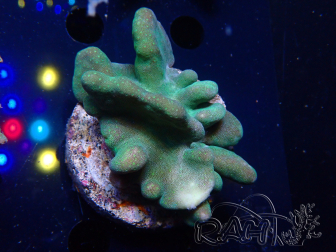 WYSIWYG Lobophyton sp 10