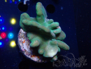 WYSIWYG Lobophyton sp 10
