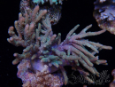WYSIWYG Sinularia sp 11