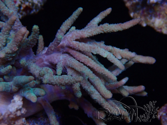 WYSIWYG Sinularia sp 11