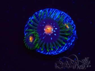 WYSIWYG - JF Zoanthus Stargazer 2A10