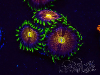 WYSIWYG - WWC Nirvana Palythoa 2B7