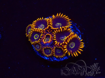 WYSIWYG - Zoanthus Rainbow Hornet 2C4
