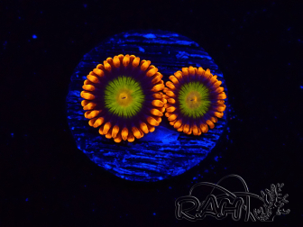 WYSIWYG - Zoanthus Orange Mandarin