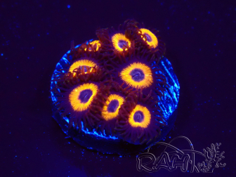 WYSIWYG - Zoanthus Johnny's Pumpkin Seed 2F10