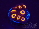 WYSIWYG - Zoanthus Johnny's Pumpkin Seed