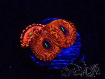WYSIWYG - Zoanthus Red PPE 2G5