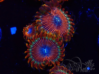 WYSIWYG - Zoanthus Happy People Eater 2I2