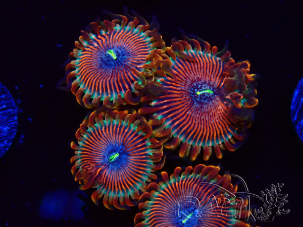 WYSIWYG - Zoanthus Happy People Eater 2I5