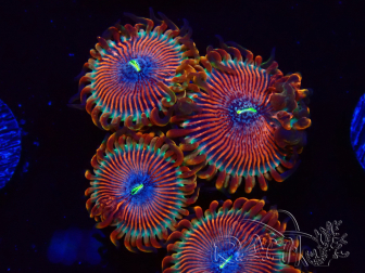 WYSIWYG - Zoanthus Happy People Eater 2I5