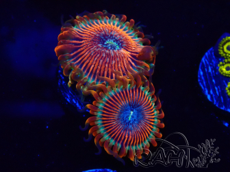 WYSIWYG - Zoanthus Happy People Eater 2I8