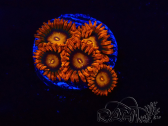 WYSIWYG - Zoanthus Orange Oxyde