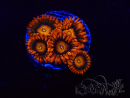 WYSIWYG - Zoanthus Orange Oxyde
