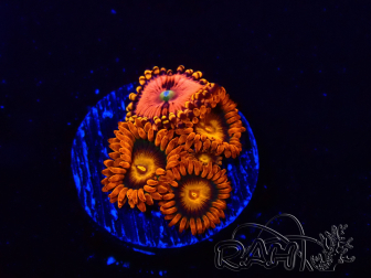 WYSIWYG - Zoanthus Orange Oxyde 2N2
