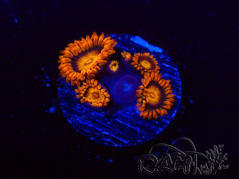 WYSIWYG - Zoanthus Orange Oxyde 2N3