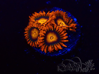 WYSIWYG - Zoanthus Orange Oxyde